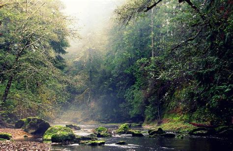 Oregon's 6 state forests: What they are, and where to find them ...