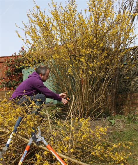 Pruning forsythia: when and how to do it | Gardeningetc