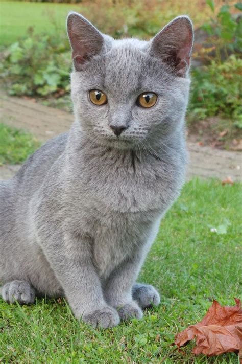 Chartreux cat..love the eyes! | Cat. I'm a Kitty Cat | Pinterest