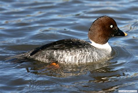 Identify Common Goldeneye - Wildfowl Photography.