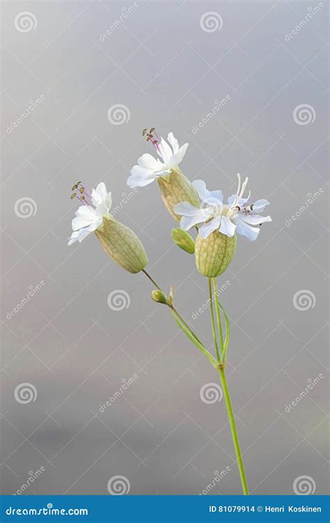 Bladder Campion, Silene Vulgaris, Edible Plant Stock Photo - Image of ...