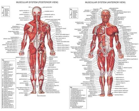 Diagram Of All Muscles In The Human Body | MedicineBTG.com