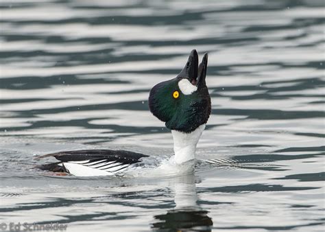 Common Goldeneye Duck - Information and Images