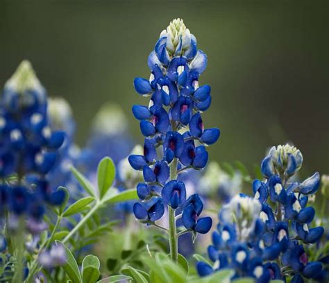 Texas Bluebonnet History - Sign-Express