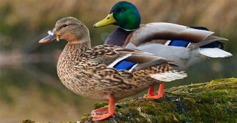 Mottled Duck vs Mallard: The Key Differences - A-Z Animals