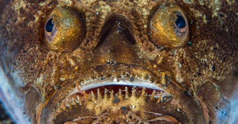 Stargazer Fish - A-Z Animals