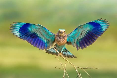 Indian Roller Landing by Manju Acharya - Animals Birds ( wing spread, eye to eye, bird landing ...