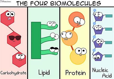 ‘Four Biomolecules Poster’ Poster by amoebasisters | Amoeba Sisters Store