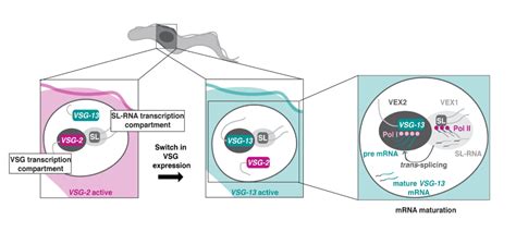 Antigenic variation by switching inter-chromosomal interactions with an RNA splicing locus in ...