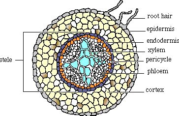 BIOLOGY