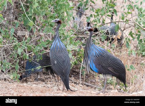 A small flock of Vulturine Guineafowl Stock Photo - Alamy