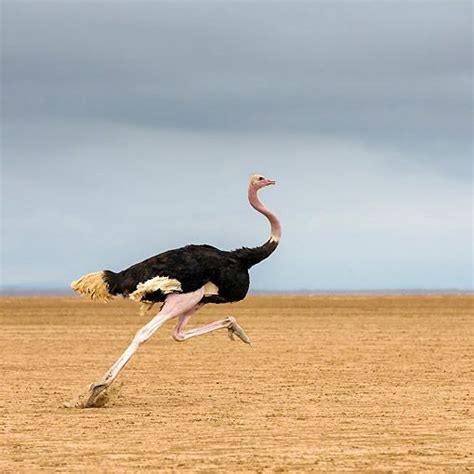 BRD 06 KH0002 01 © Kimball Stock Ostrich Running In Kenya | Animals ...