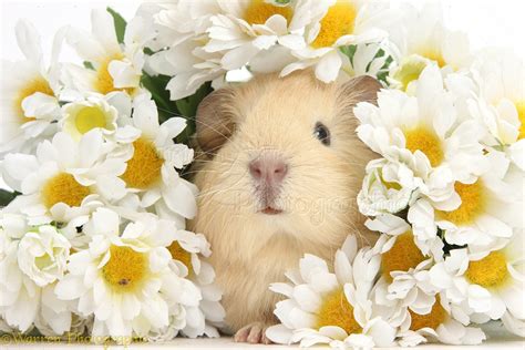 🔥 [30+] Cute Guinea Pig Wallpapers | WallpaperSafari