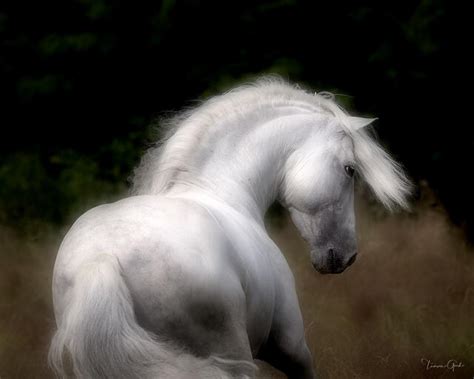 Andalusian Horse Photography Wall Art Photo Prints | Fine Art Photos by ...