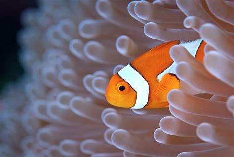 Clownfish In White Anemone Photograph by Alastair Pollock Photography