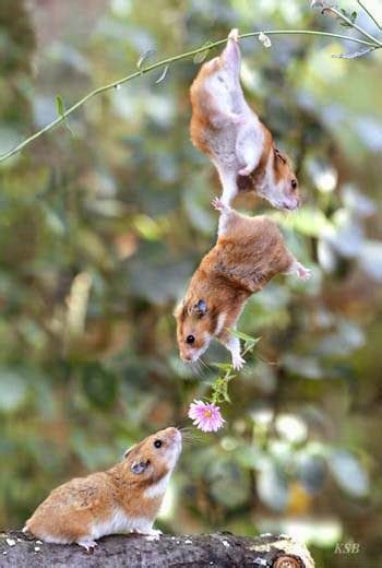 Top 10 Funny Animals Pictures Teamwork | Funny Collection World