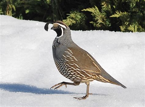 Bird Lore: California Quail - My Edmonds News