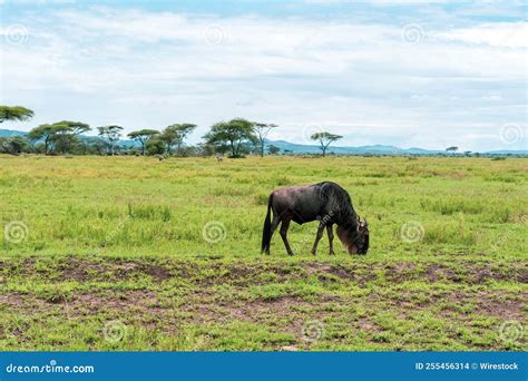 View of a Wildebeest Grazing in the Field in Its Habitat Stock Photo - Image of serengeti ...