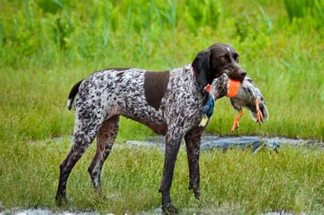 Te gustaria tener de mascota un perro de caza raza pointer ...