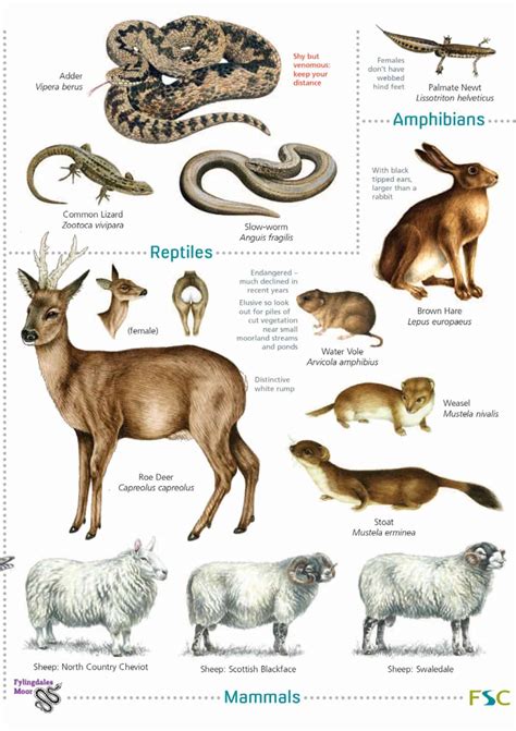 Moorland wildlife of the North York Moors – Field Studies Council