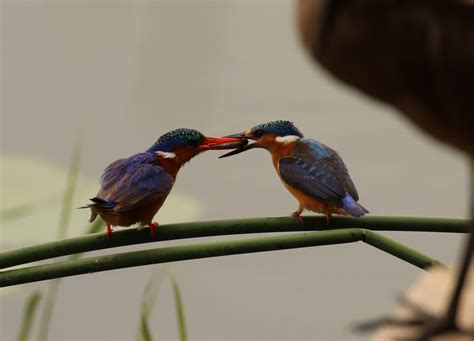 #476190 birds, kingfisher, nature, animals - Rare Gallery HD Wallpapers