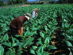 Cuban Tobacco Plantations