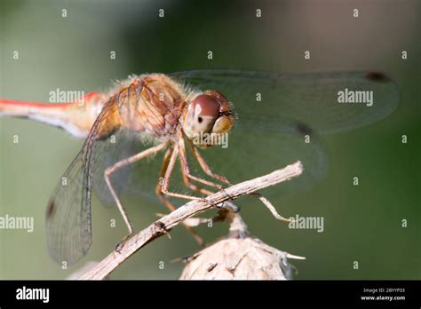 Common Darter Dragonfly Stock Photo - Alamy