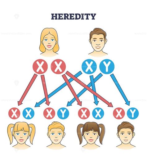 Heredity as genetic hair heritage from biological parents outline diagram | Heredity, Genetic ...