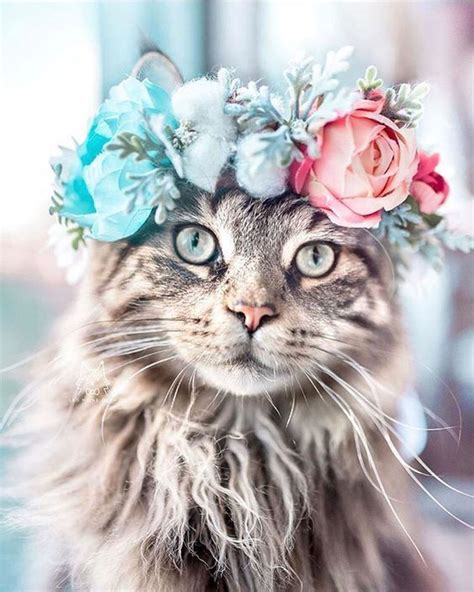 Cats, Dogs, Flowers: Unusual Photo Portraits of Beloved Pets: Ideas & Inspiration в журнале ...