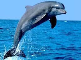 National Aquatic Animal of India - Indian National Aquatic Animal - Ganges River Dolphin