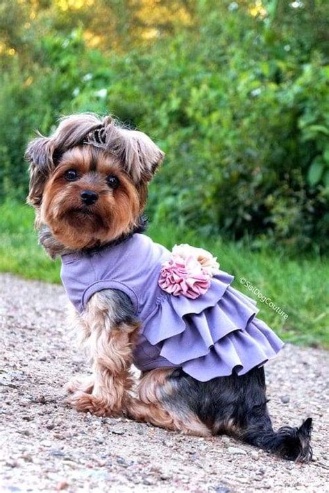 Yorkie Clothes & Accessories: Outfits to Dress Up Your Pup