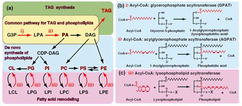 Biology | Free Full-Text | Glycerophosphate/Acylglycerophosphate ...