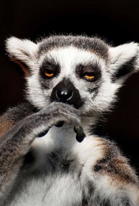 Lemur gives his best Sherlock impression in these funny pictures | Weird | News | Express.co.uk