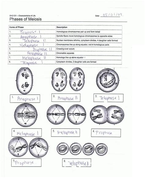 Cells Alive Mitosis Worksheet Answers