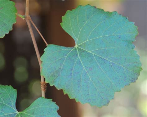 Vitis × californica × vinifera ' Rogers Red' | Landscape Plants | Oregon State University