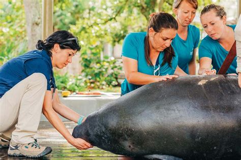 Manatee Rescue and Rehab - ZooTampa at Lowry Park