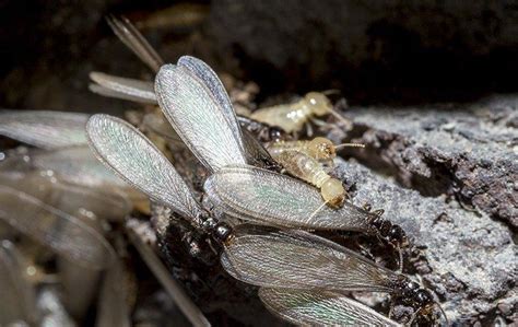 Swarming Season For Termites In Texas