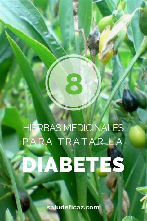 8 hierbas medicinales para la diabetes