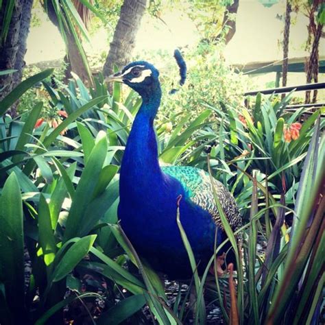 LA County Arboretum. So many Peacocks wandering around here. Beautiful ...