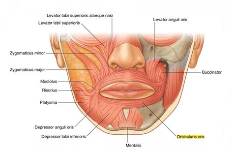 Upper Lip Wrinkles Causes and the Best Treatments - VCI