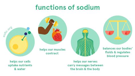 Sodium: foods, functions, how much do you need & more | Eufic