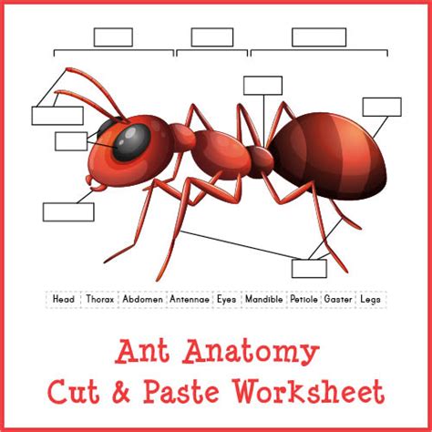 Ant Anatomy Cut & Paste Worksheet - Gift of Curiosity