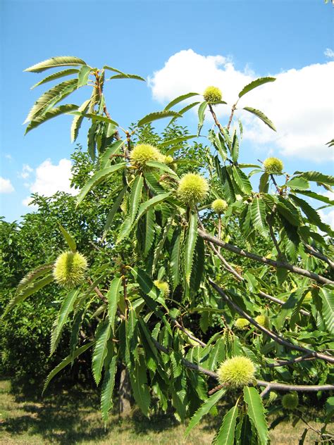 File:Chestnut tree Szakcs,Hungary August 2007.jpg - Wikimedia Commons