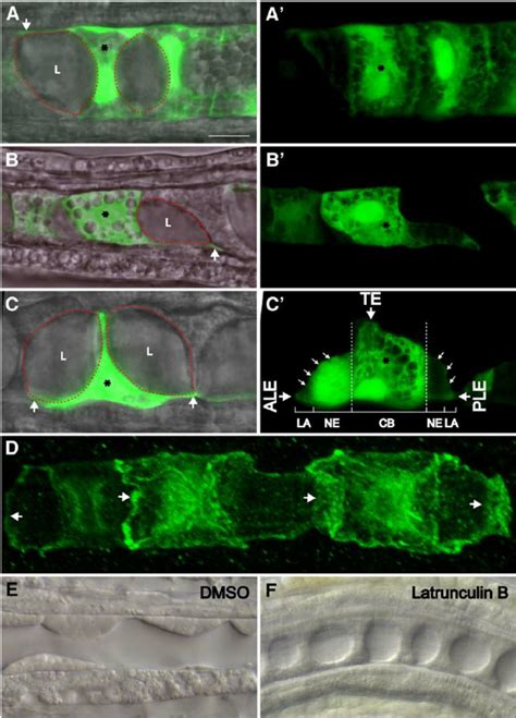 Notochord cells crawl and shape the adjacent extracellular lumens. (A –... | Download Scientific ...