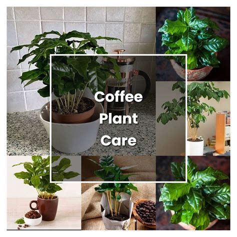 How to Grow Coffee Plant Care - Plant Care & Tips | NorwichGardener