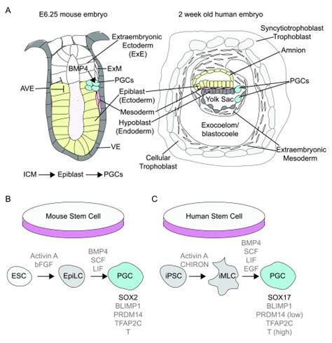 Primordial Germ Cell Specification and Migration. - Abstract - Europe PMC