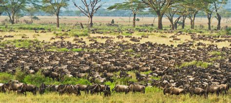 Wildebeest calves born in the Serengeti Grasslands | Wildebeest Calving