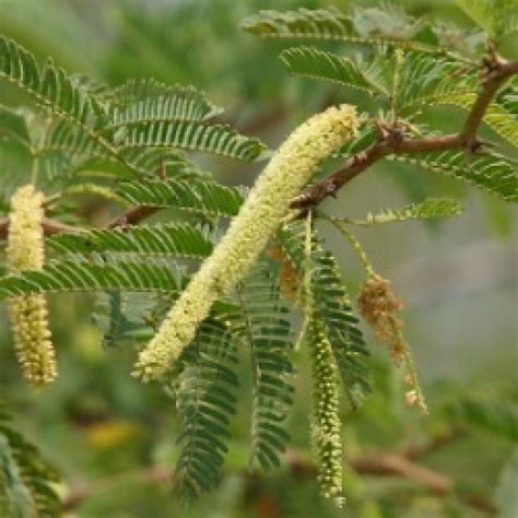 Prosopis Cineraria - Shami Plant - Desouzaplantnursery