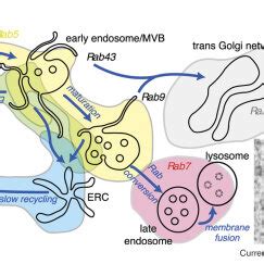 Retrieval pathways and movement. As the early endosome moves towards ...