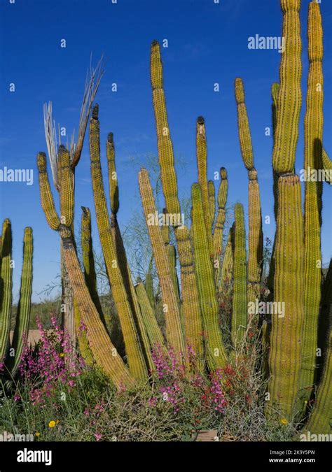 Desert Museum in Tucson, Arizona Stock Photo - Alamy